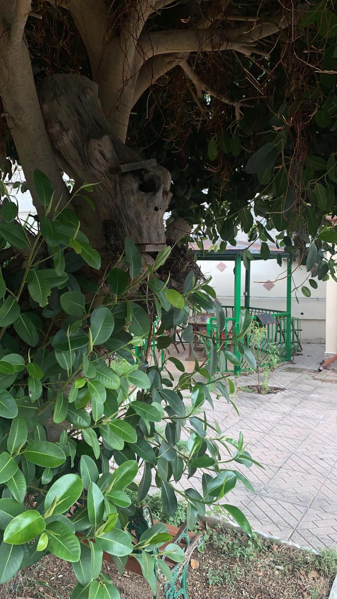 B&B Civitavecchia La Casetta Con Giardino Zewnętrze zdjęcie